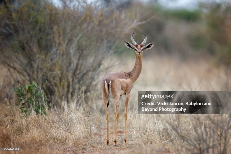 The Evolutionary History Of The Gerenuk