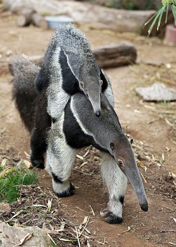The Evolutionary History Of The Giant Anteater
