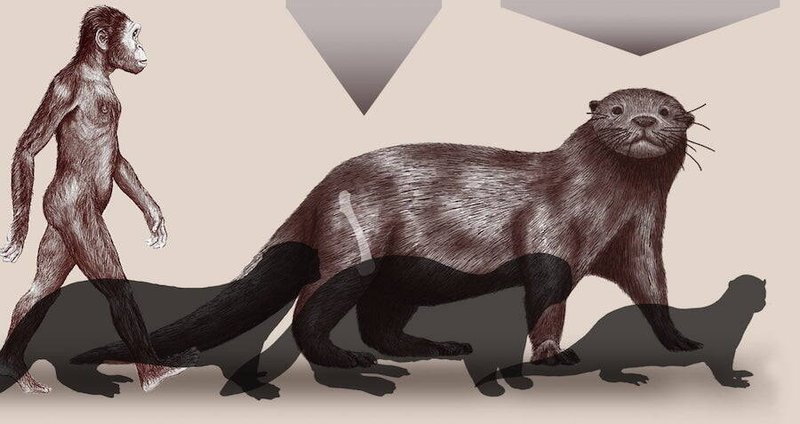 The Evolutionary History Of The Giant Otter