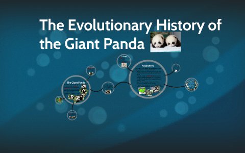 The Evolutionary History Of The Giant Panda