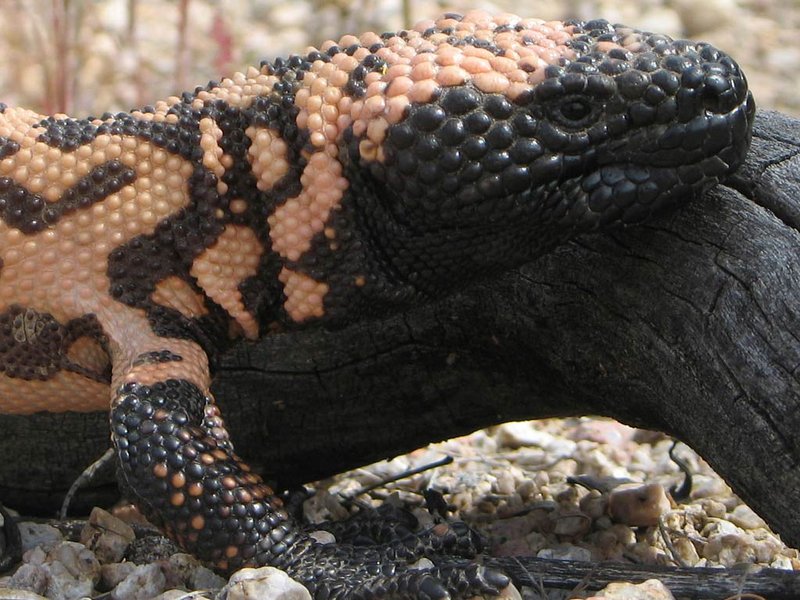 The Evolutionary History Of The Gila Monster