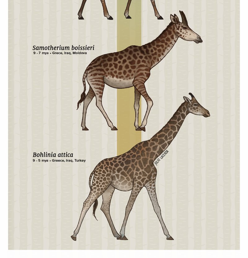 The Evolutionary History Of The Giraffe