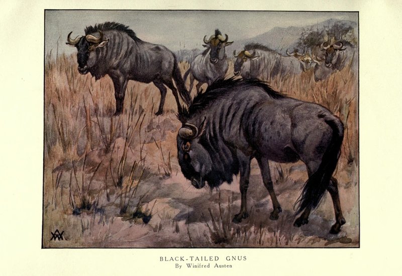 The Evolutionary History Of The Gnu
