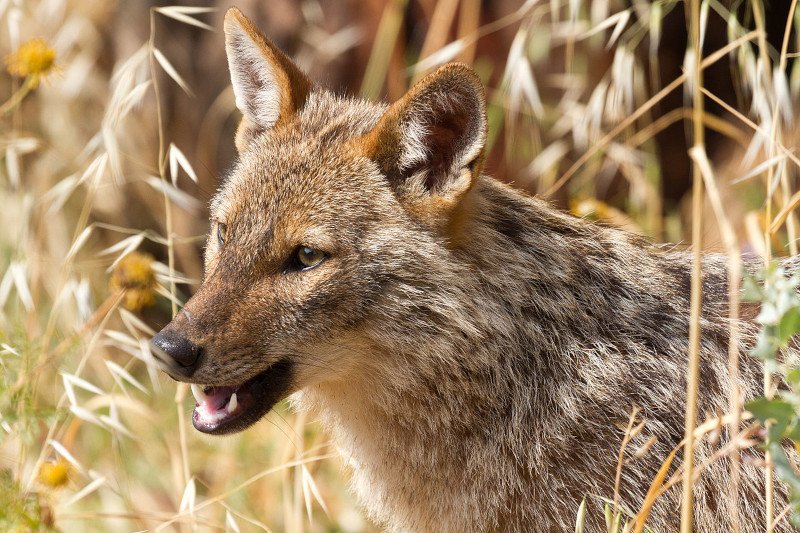 The Evolutionary History Of The Golden Jackal