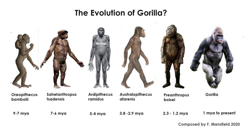 The Evolutionary History Of The Gorilla