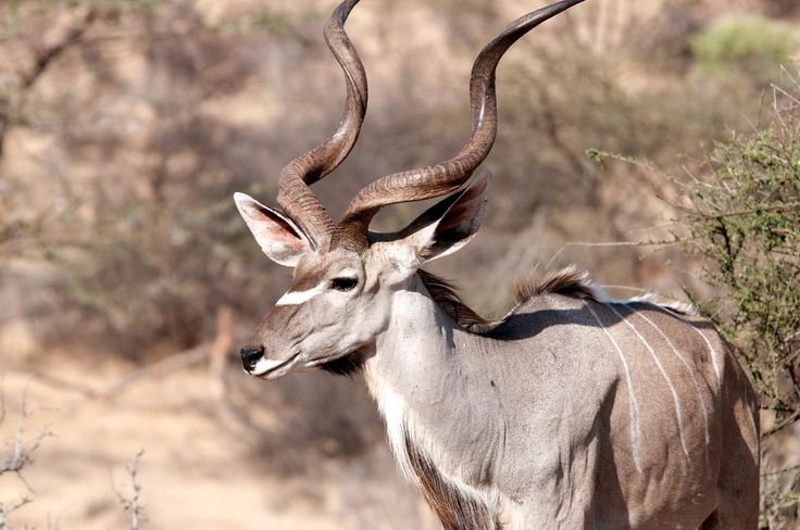 The Evolutionary History Of The Greater Kudu