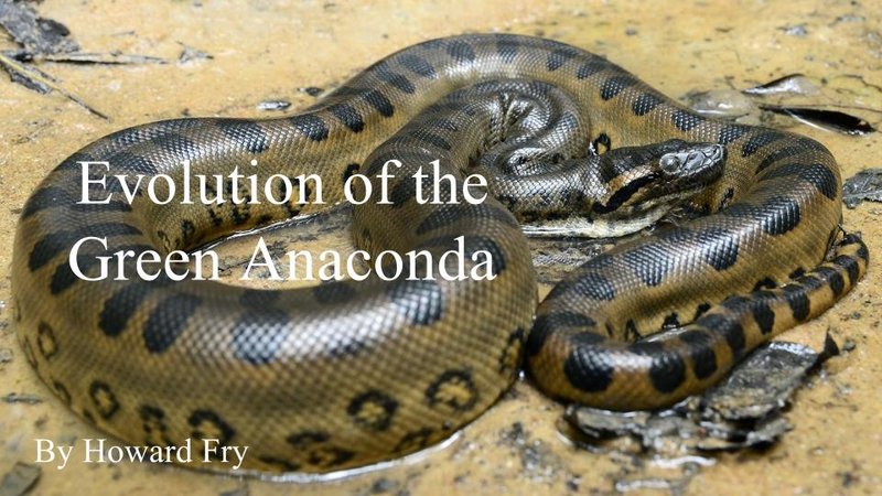 The Evolutionary History Of The Green Anaconda