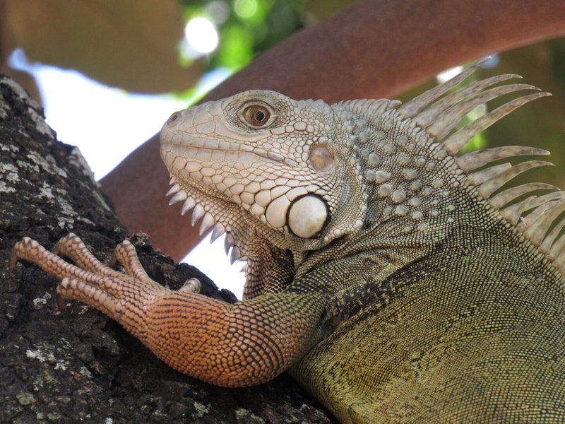 The Evolutionary History Of The Green Iguana