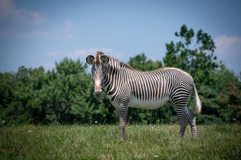 The Evolutionary History Of The Grevy’S Zebra