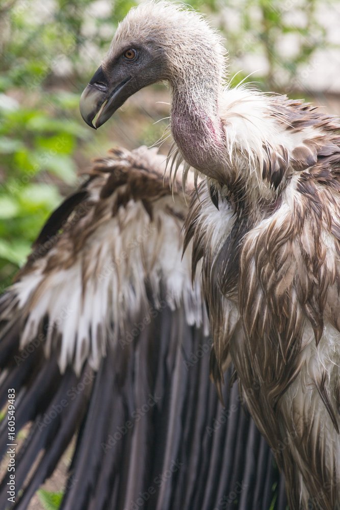 The Evolutionary History Of The Griffon Vulture