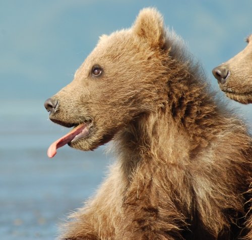 The Evolutionary History Of The Grizzly Bear