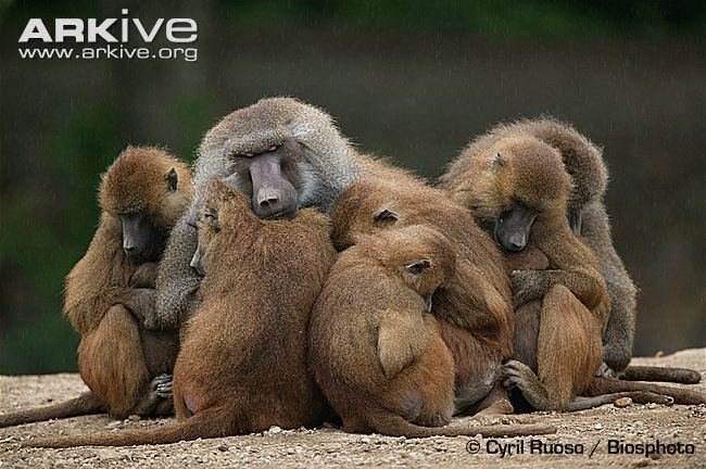 The Evolutionary History Of The Guinea Baboon