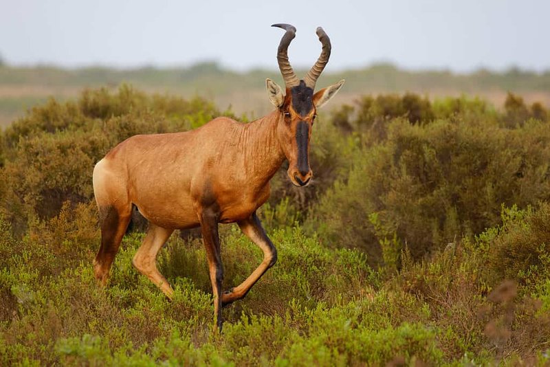 The Evolutionary History Of The Hartebeest