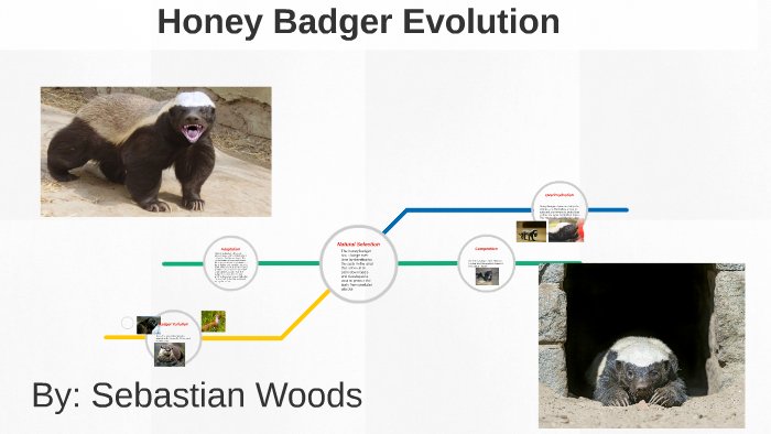 The Evolutionary History Of The Honey Badger