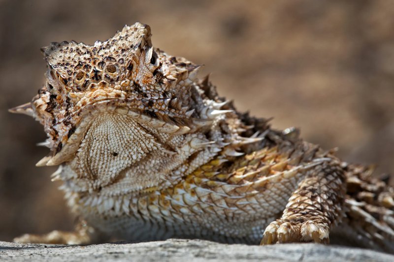 The Evolutionary History Of The Horned Lizard