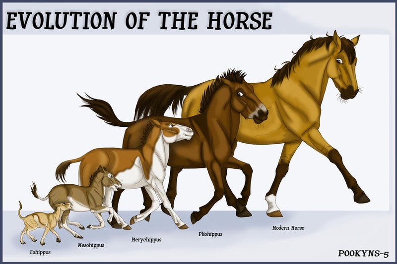 The Evolutionary History Of The Horse