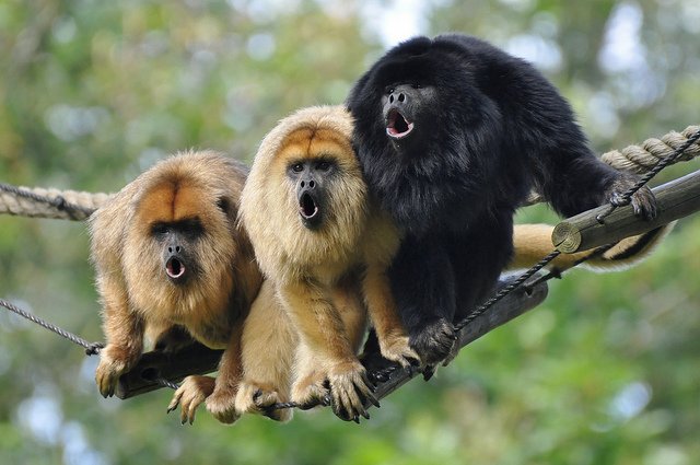 The Evolutionary History Of The Howler Monkey