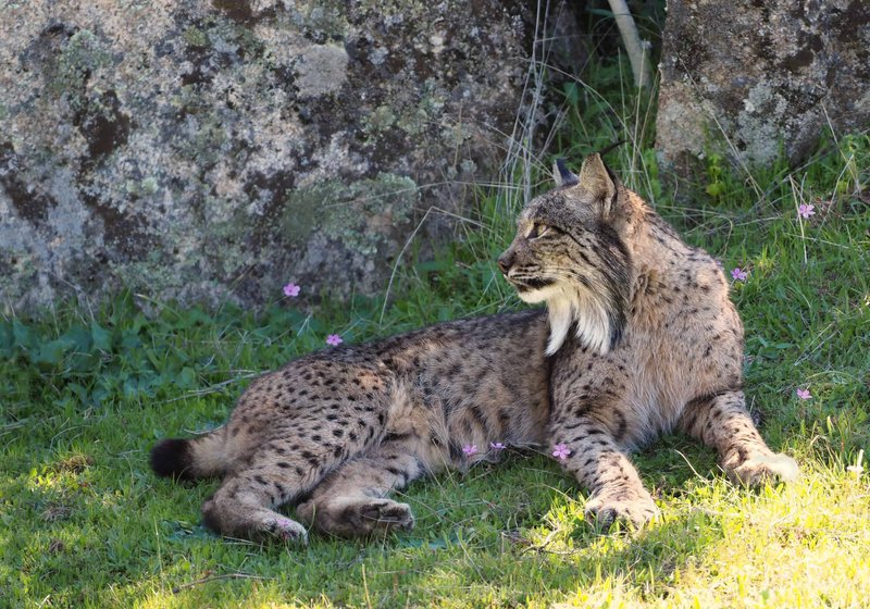The Evolutionary History Of The Iberian Lynx