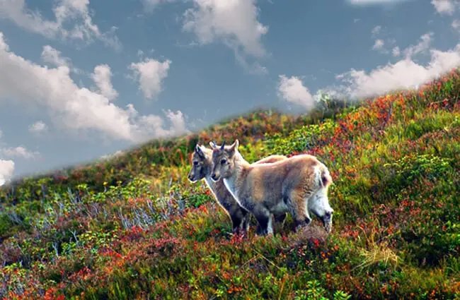 The Evolutionary History Of The Ibex
