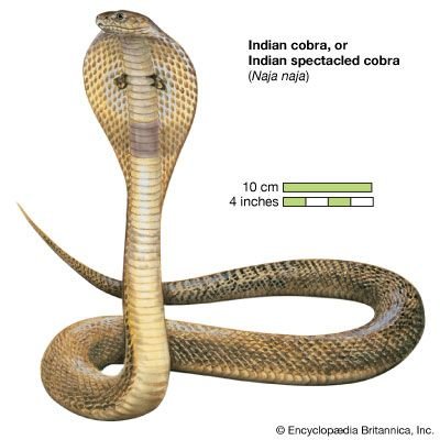 The Evolutionary History Of The Indian Cobra