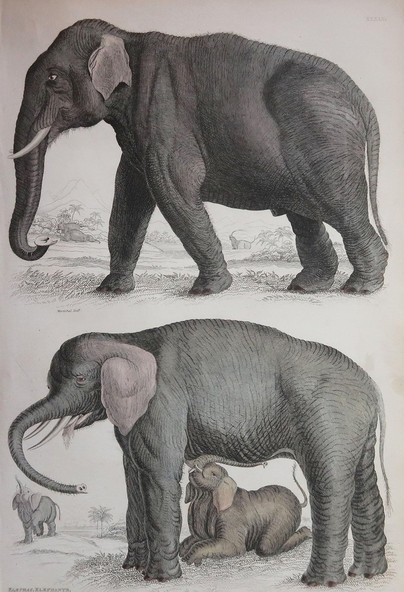 The Evolutionary History Of The Indian Elephant