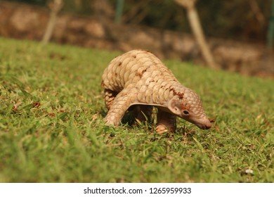 The Evolutionary History Of The Indian Pangolin