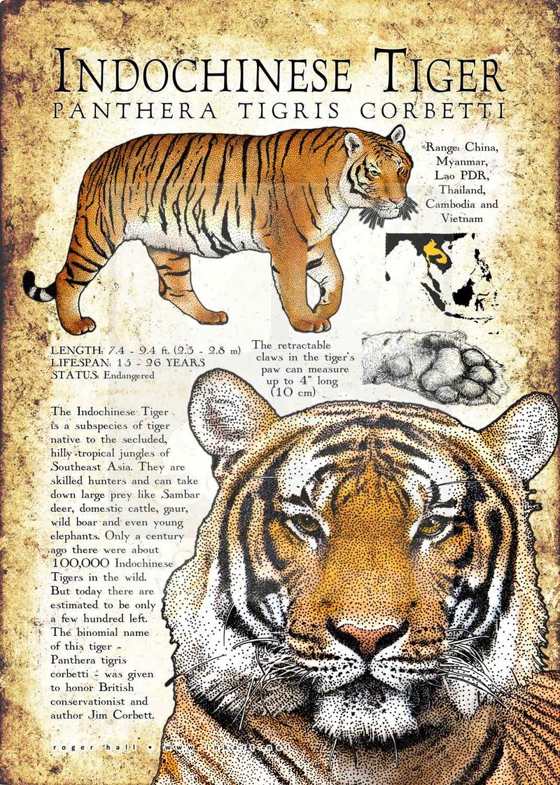 The Evolutionary History Of The Indochinese Tiger