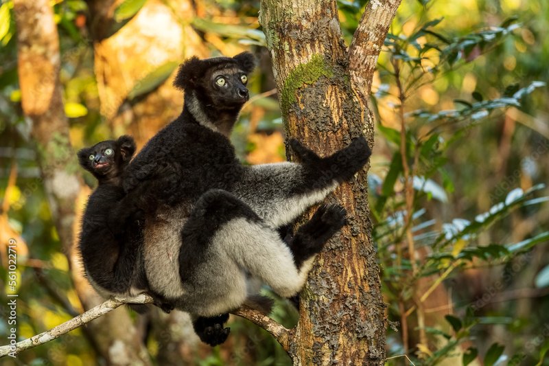 The Evolutionary History Of The Indri
