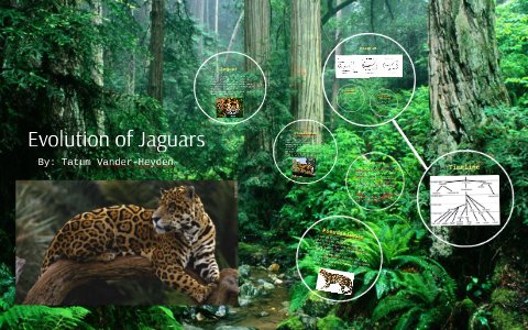 The Evolutionary History Of The Jaguar