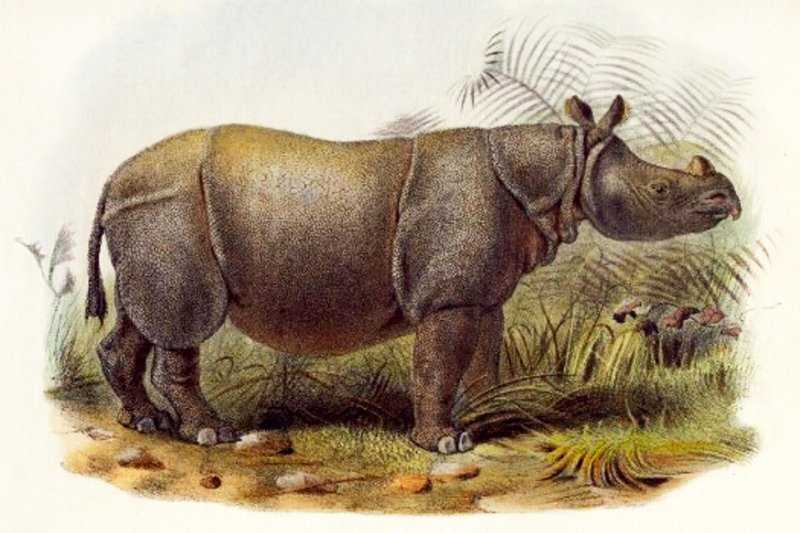 The Evolutionary History Of The Javan Rhinoceros
