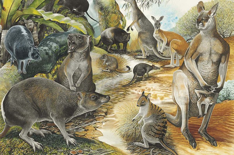 The Evolutionary History Of The Kangaroo