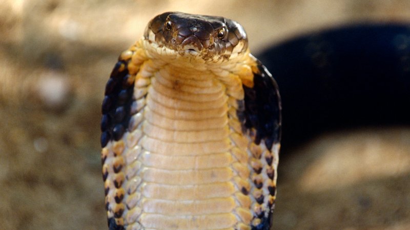The Evolutionary History Of The King Cobra