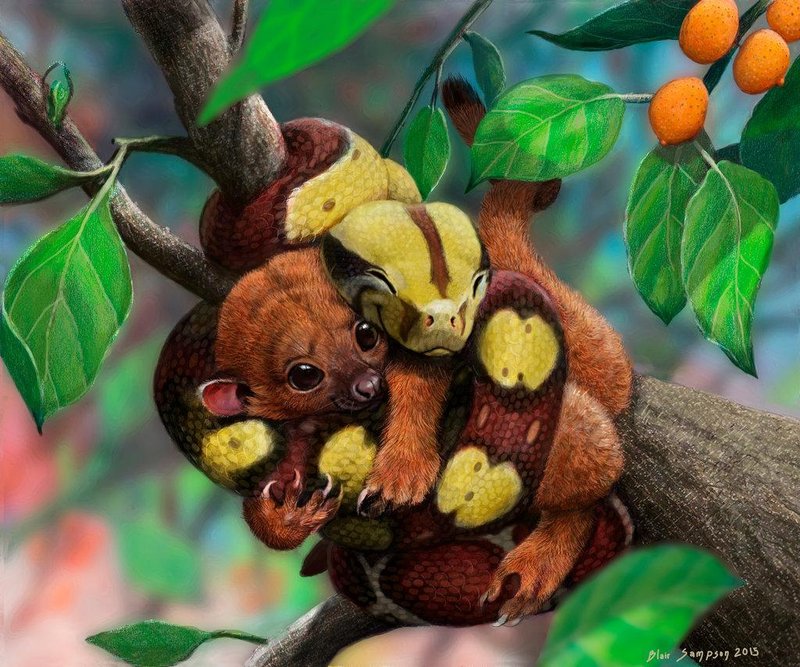 The Evolutionary History Of The Kinkajou