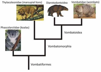 The Evolutionary History Of The Koala