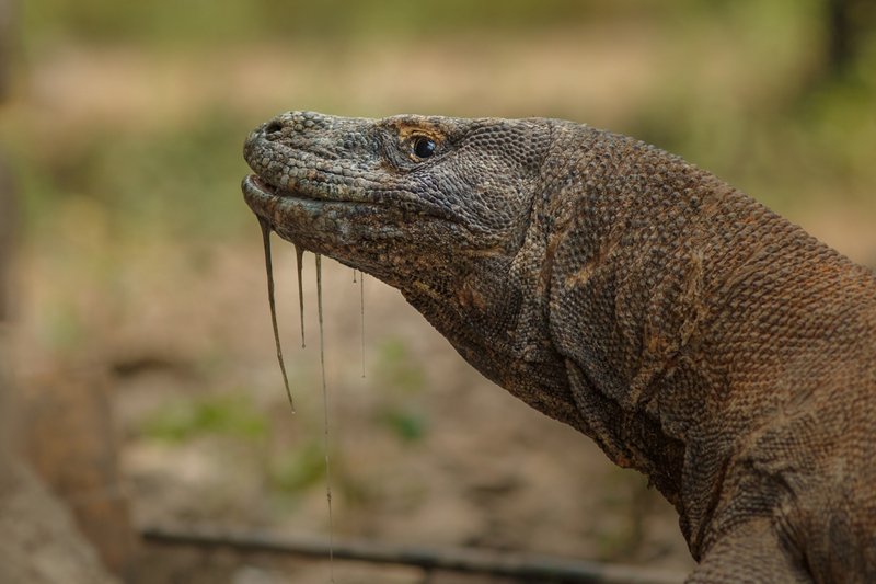 The Evolutionary History Of The Komodo Dragon