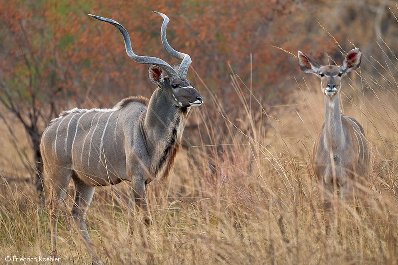 The Evolutionary History Of The Kudu