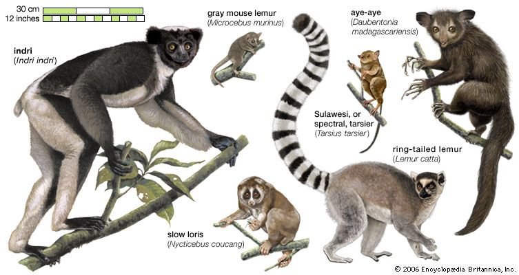 The Evolutionary History Of The Lemur