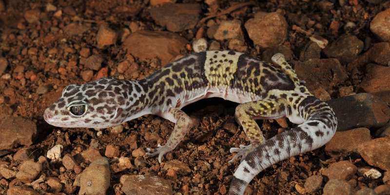 The Evolutionary History Of The Leopard Gecko