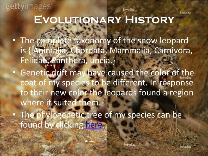 The Evolutionary History Of The Leopard