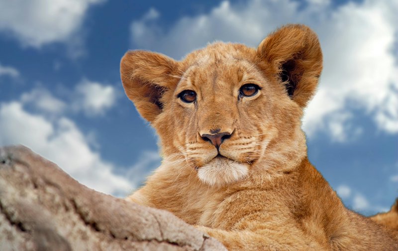 The Evolutionary History Of The Lion