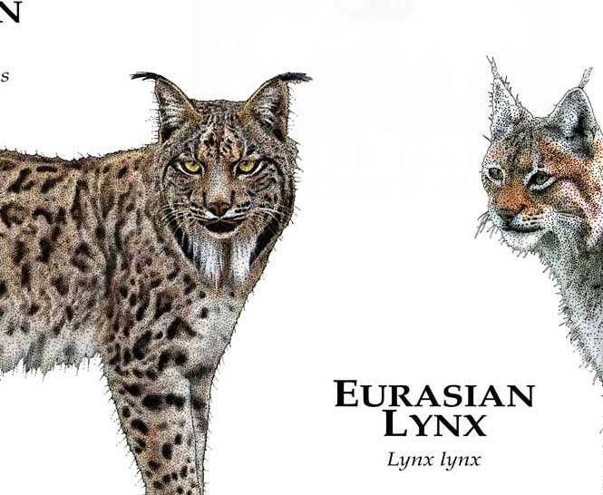 The Evolutionary History Of The Lynx