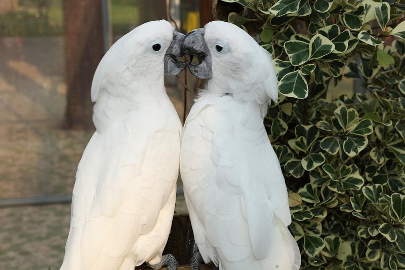 The Evolutionary History Of The Macaw