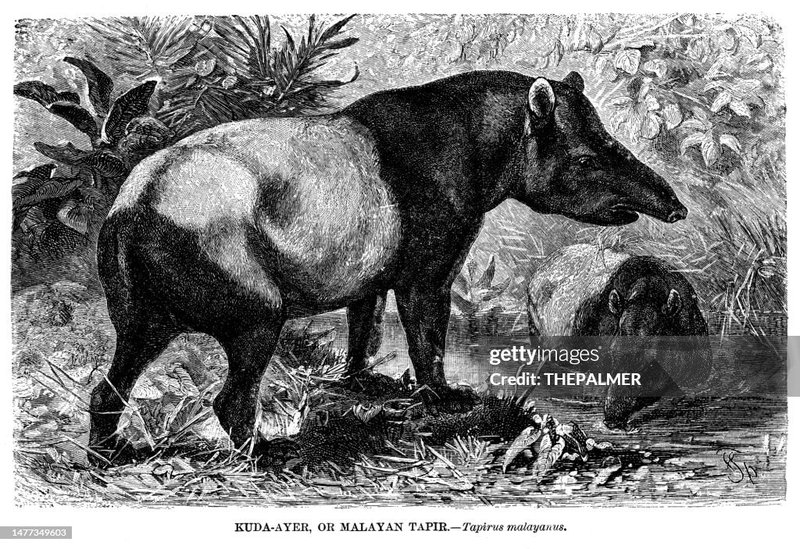 The Evolutionary History Of The Malayan Tapir