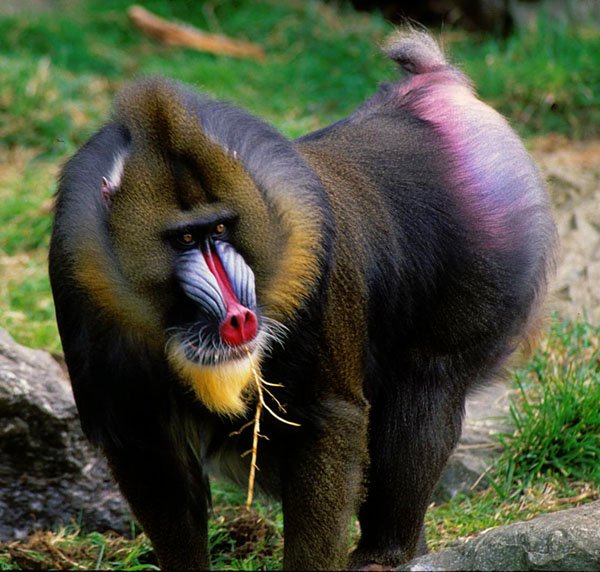 The Evolutionary History Of The Mandrill