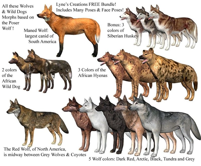 The Evolutionary History Of The Maned Wolf