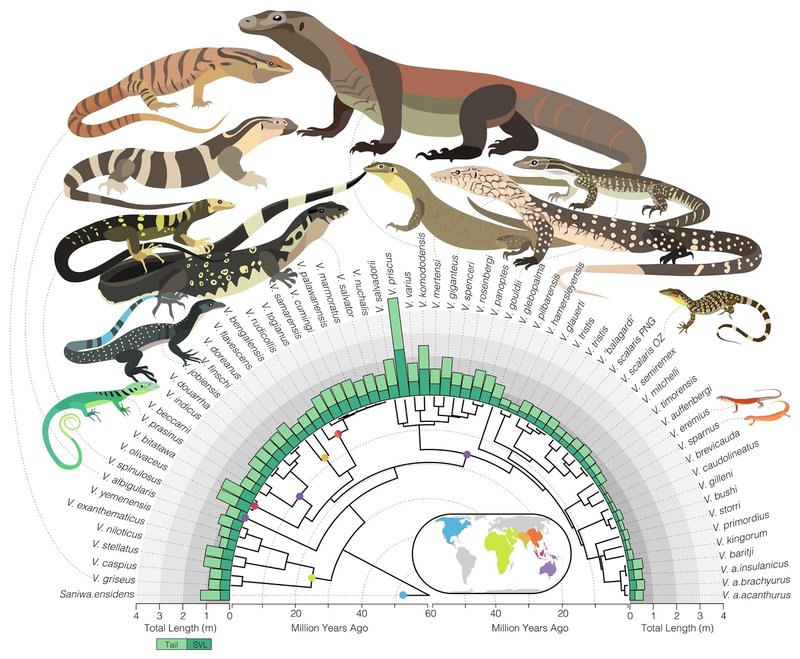 The Evolutionary History Of The Monitor Lizard