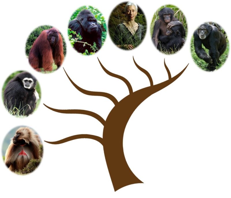 The Evolutionary History Of The Monkey