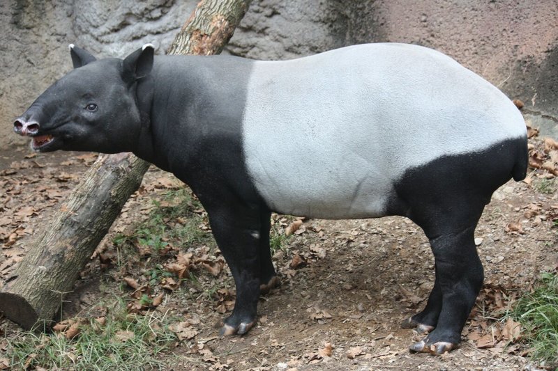 The Evolutionary History Of The Mountain Tapir