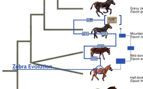 The Evolutionary History Of The Mountain Zebra