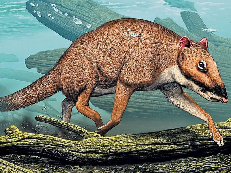 The Evolutionary History Of The Mouse Deer